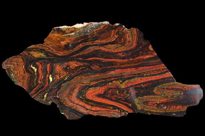 Polished Tiger Iron Stromatolite - ( Billion Years) #92844